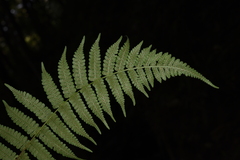 Deparia boryana