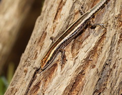 Cryptoblepharus