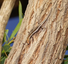 Cryptoblepharus