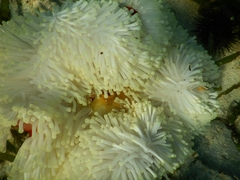 Heteractis magnifica