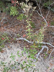 Eupatorium maritimum