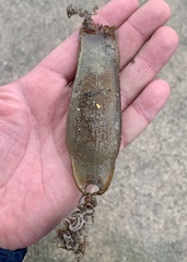 Scyliorhinus stellaris