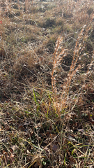 Schizachyrium scoparium