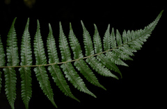 Deparia boryana
