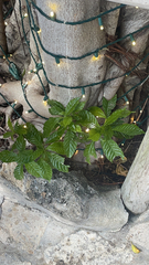 Psychotria nervosa