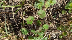 Geranium carolinianum