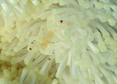 Heteractis magnifica