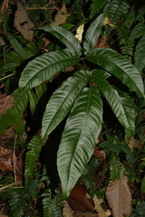 Tectaria polymorpha