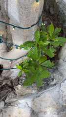 Psychotria nervosa