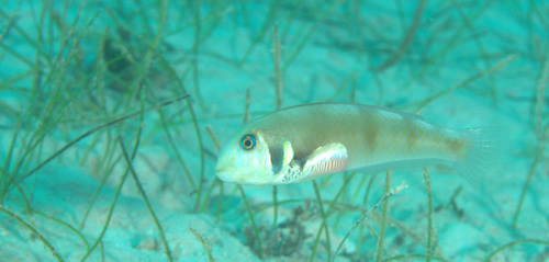 Rosy Razorfish (Xyrichtys martinicensis) — Labridae — 4