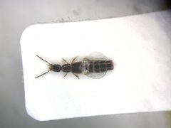Gabronthus thermarum