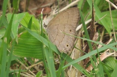 Lepidoptera