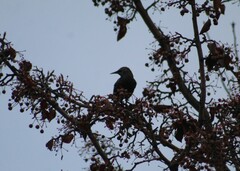 Sturnus vulgaris