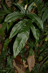 Tectaria polymorpha