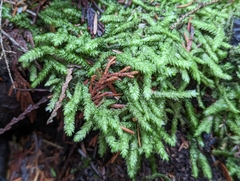 Plagiothecium undulatum