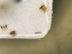 Gabronthus thermarum
