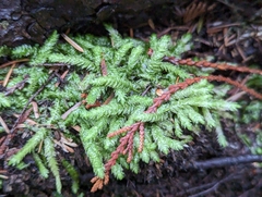 Plagiothecium undulatum