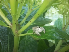 Paraphidippus fartilis