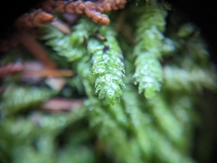 Plagiothecium undulatum