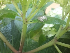 Paraphidippus fartilis
