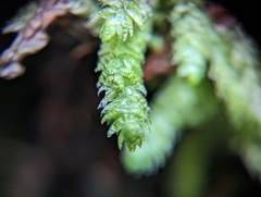 Plagiothecium undulatum