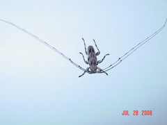 Acanthocinus nodosus