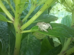 Paraphidippus fartilis