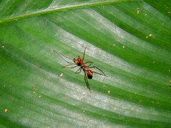 Myrmecium