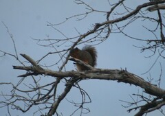 Sciurus niger
