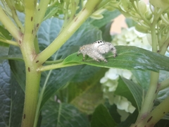 Paraphidippus fartilis
