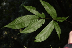Tectaria polymorpha