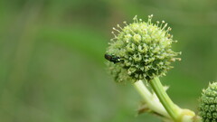 Agrilaxia