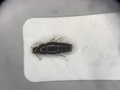 Habrocerus capillaricornis