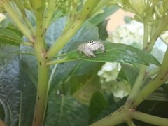 Paraphidippus fartilis