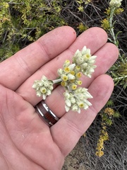 Pseudognaphalium biolettii