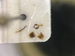 Habrocerus capillaricornis