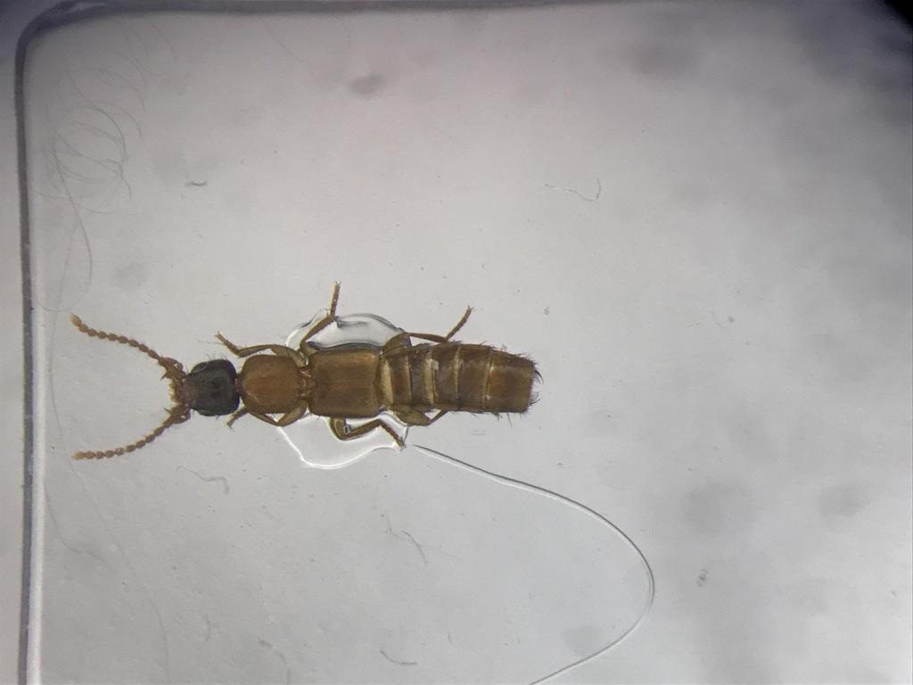 Rove beetle