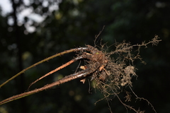 Tectaria polymorpha