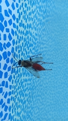 Sphex latreillei