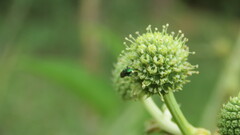 Agrilaxia