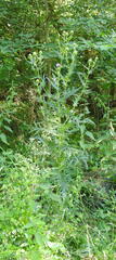 Cirsium serrulatum
