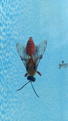 Sphex latreillei