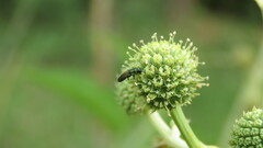 Agrilaxia