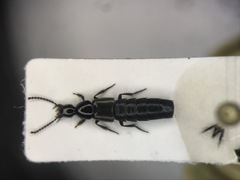 Philonthus carbonarius