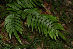 Pteris longipes