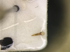 Philonthus carbonarius