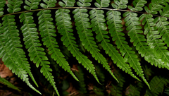 Pteris longipes