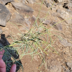 Ephedra foeminea
