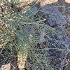 Ephedra foeminea