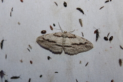 Iridopsis pergracilis